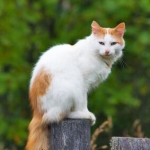 Katzen vertreiben: Mit diesen Mitteln halten Sie erfolgreich fremde Katzen aus Ihrem Garten fern
