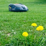 Rasenpflege im Herbst – Wann darf mein Rasenroboter mähen?