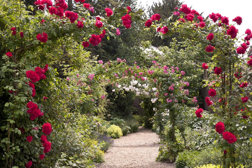 In unserem Gartenkalender März geht es natürlich auch um die Rosen, deren Pflege am Ende des Monats ansteht. Foto: 123rf.com 