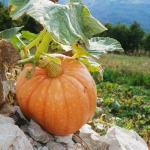 Wenig Aufwand mit großer Wirkung: Herbstliche Dekoideen für den Garten