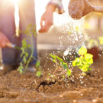 Im Garten richtig gießen – die besten Tipps