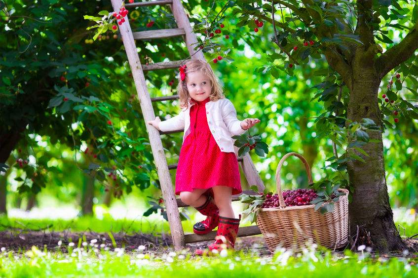 Der Garten im Juni heißt auch: Kirschernte! Mit kleinen und großen Helfern geht es natürlich am schnellsten. Foto: 123rf.com 